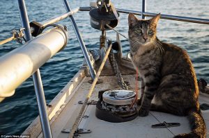 chat-attach-bateau